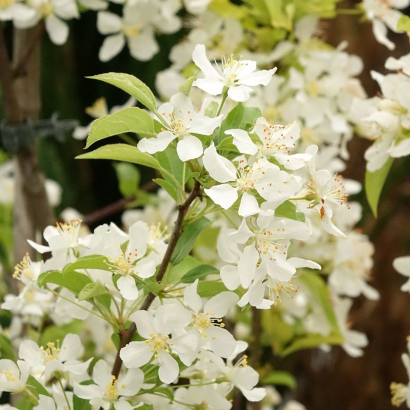Koristeomenapuu Red Jewel (Kukinta)