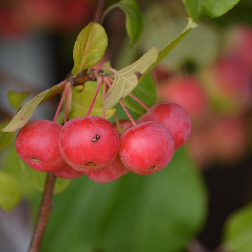 Esimerkki toimitetusta Pommier d'ornement - Malus Red Sentinel  Pot de 6L/7L-taimesta