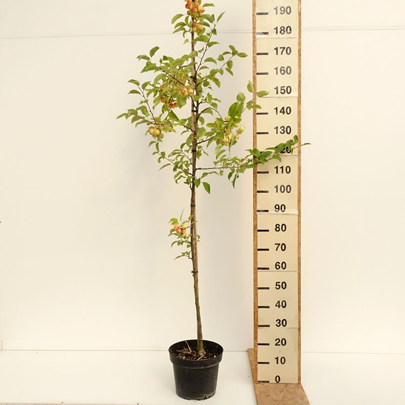Esimerkki kesällä toimitetusta Koristeomenapuu Red Sentinel Pot de 6L/7L-taimesta