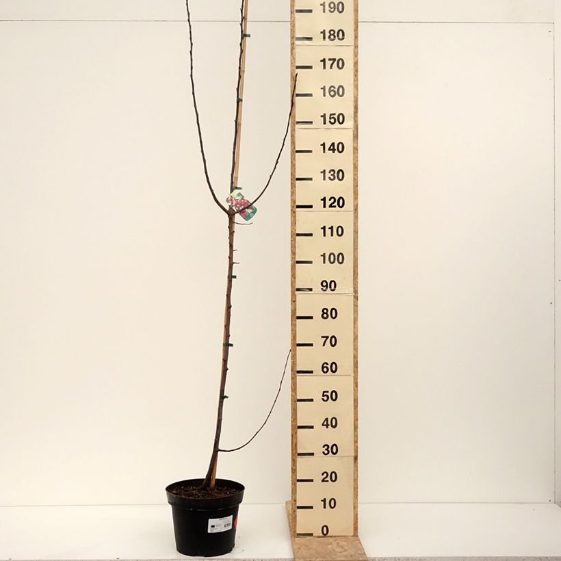 Esimerkki talvella toimitetusta Pommier d'ornement - Malus Royalty Pot de 7,5L/10L-taimesta