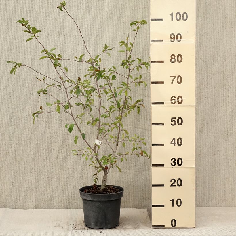 Esimerkki kesällä toimitetusta Helmiomenapuu Brouwers Beauty Pot de 4L/5L-taimesta