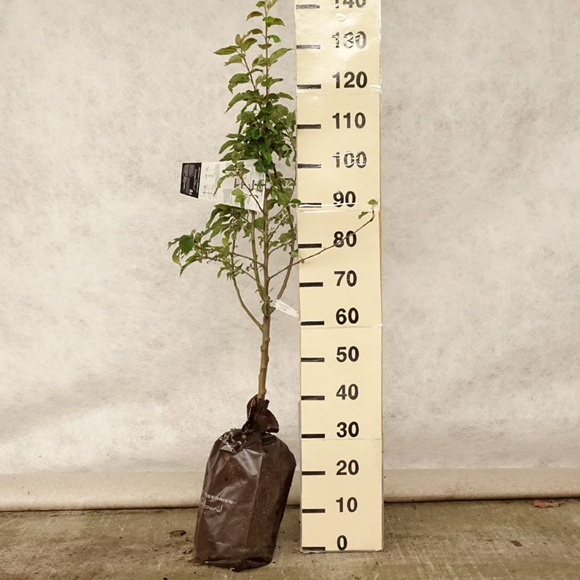 Esimerkki kesällä toimitetusta Tarhaomenapuu Delbard Celeste deltana "Istutusvalmis"-paakku, Maljamainen-taimesta