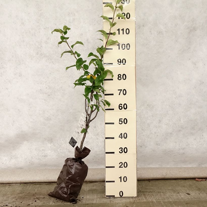 Esimerkki kesällä toimitetusta Pommier Delbarestivale - Georges Delbard Motte "Prêt-à-planter", Gobelet-taimesta