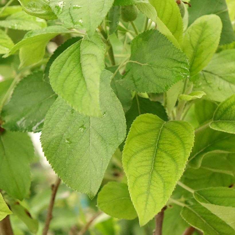 Tarhaomenapuu Gala, Golden Delicious (Lehvistö)