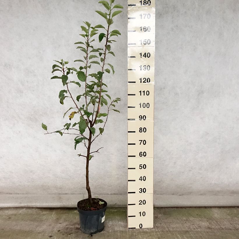 Esimerkki kesällä toimitetusta Pommier Gala Pot de 7,5L/10L, Gobelet-taimesta