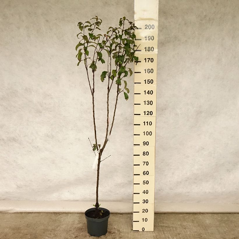 Esimerkki kesällä toimitetusta Pommier Gloster Pot de 7,5L/10L, Gobelet-taimesta
