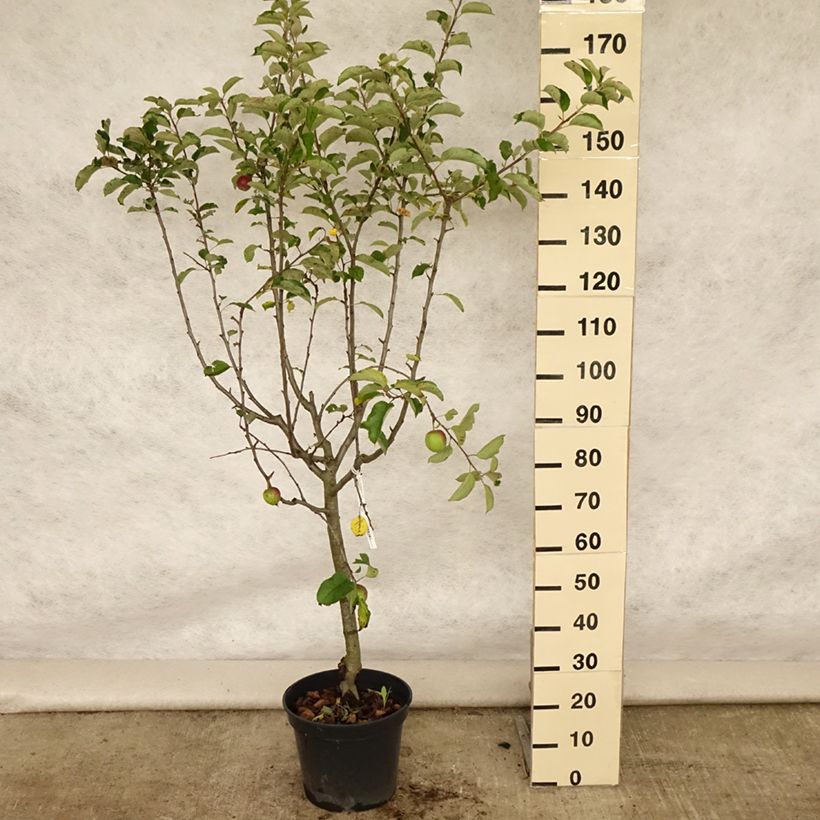Esimerkki kesällä toimitetusta Pommier Grand Alexandre Pot de 7,5L/10L, Gobelet-taimesta