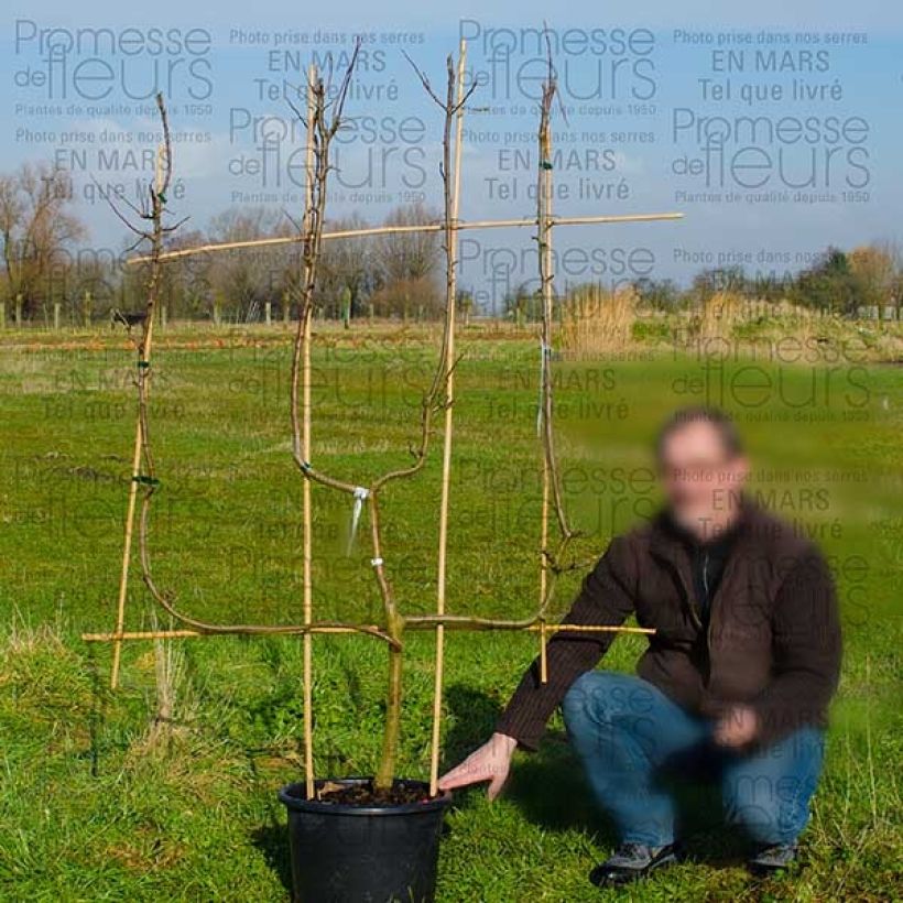 Esimerkki toimitetusta Tarhaomenapuu Granny Smith 18 litran/20 litran ruukku, Verrier-palmetti-taimesta