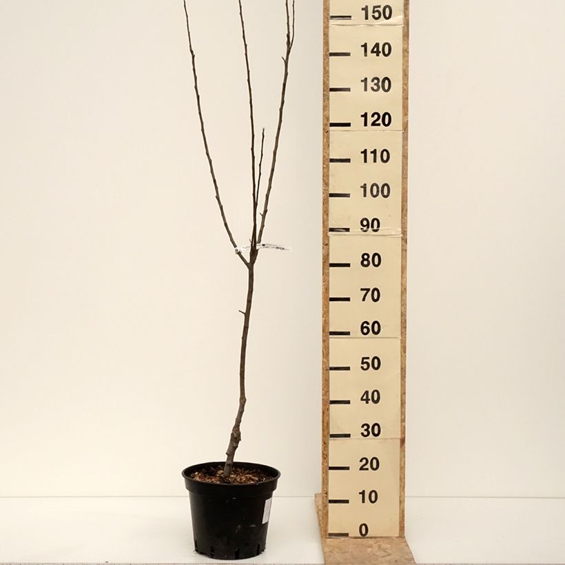 Esimerkki talvella toimitetusta Pommier Granny Smith Pot de 7,5L/10L, Gobelet-taimesta