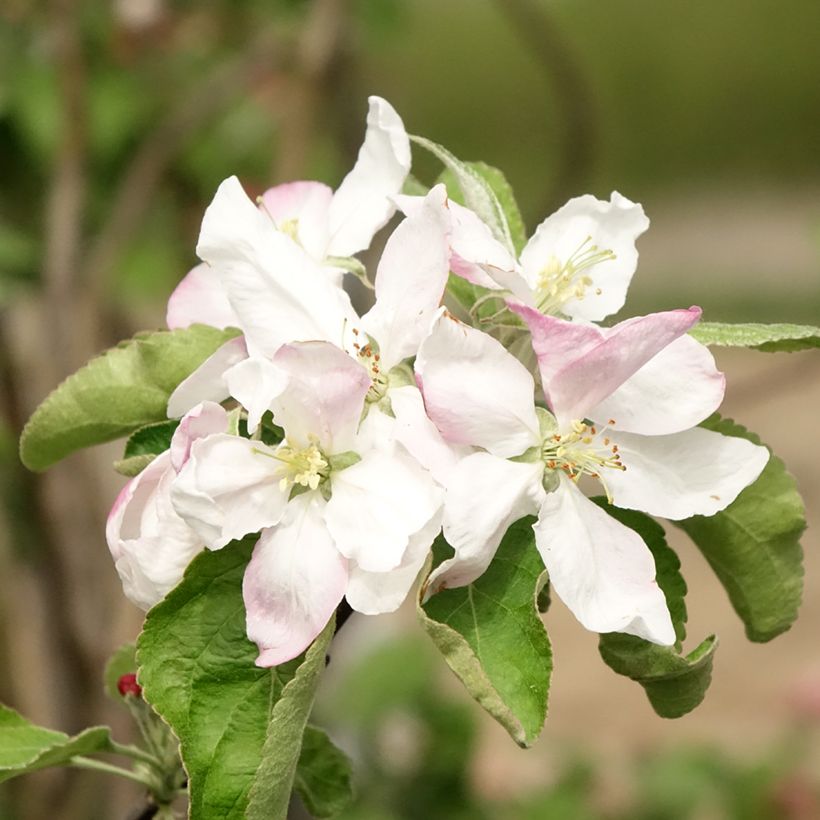 Tarhaomenapuu Granny Smith (Kukinta)