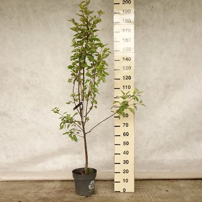 Esimerkki kesällä toimitetusta Pommier Ingrid Marie Pot de 7,5L/10L-taimesta