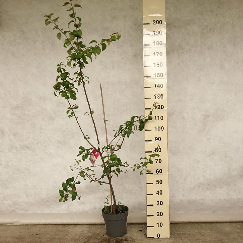 Esimerkki kesällä toimitetusta Tarhaomenapuu Braeburn 7,5 litran / 10 litran ruukku, Maljamainen-taimesta