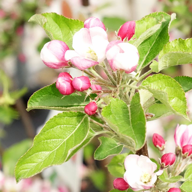 Tarhaomenapuu Braeburn (Kukinta)