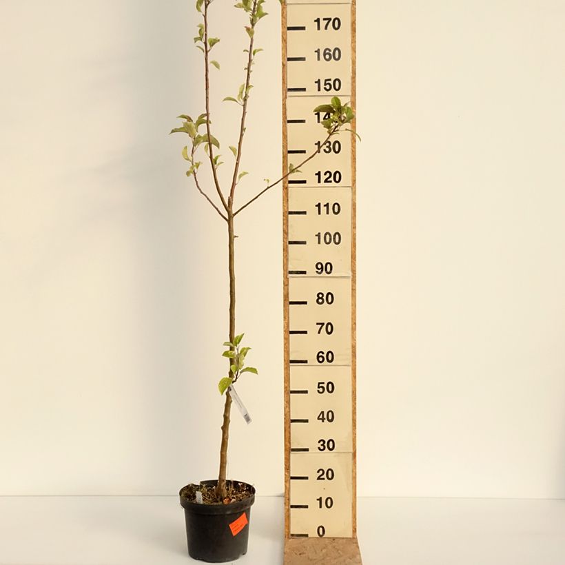 Esimerkki kesällä toimitetusta Tarhaomenapuu Braeburn 7,5 litran / 10 litran ruukku, Piiskataimi-taimesta