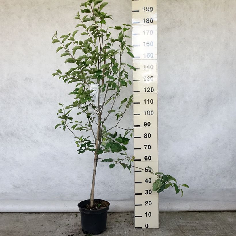 Esimerkki kesällä toimitetusta Tarhaomenapuu Idared 7,5 litran / 10 litran ruukku, Maljamainen-taimesta