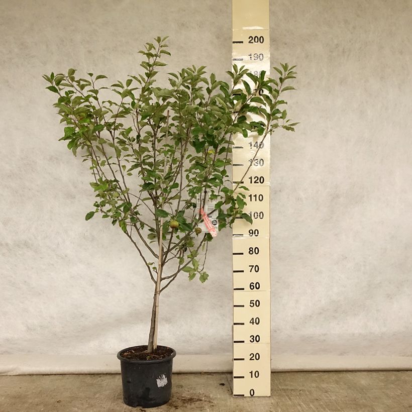 Esimerkki kesällä toimitetusta Pommier Melrose Pot de 7,5L/10L, Gobelet-taimesta