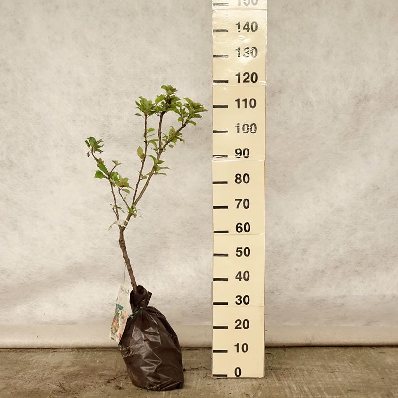Esimerkki kesällä toimitetusta Tarhaomenapuu Croquella delgrina - Delbard "Istutusvalmis"-paakku, 1/4 runko-taimesta