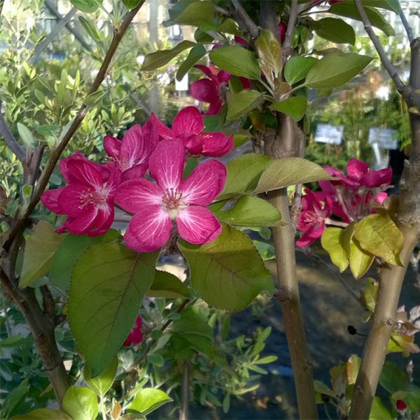 Tarhaomenapuu Red Love (Kukinta)