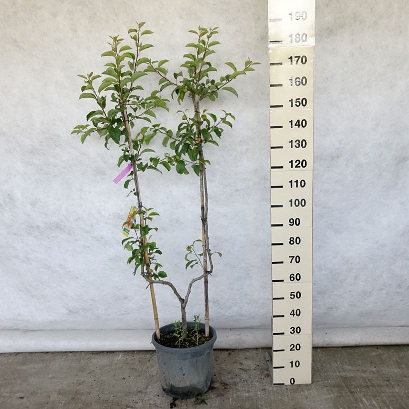 Esimerkki kesällä toimitetusta Pommier Reine des Reinettes Pot de 12L/15L, Palmette simple U-taimesta