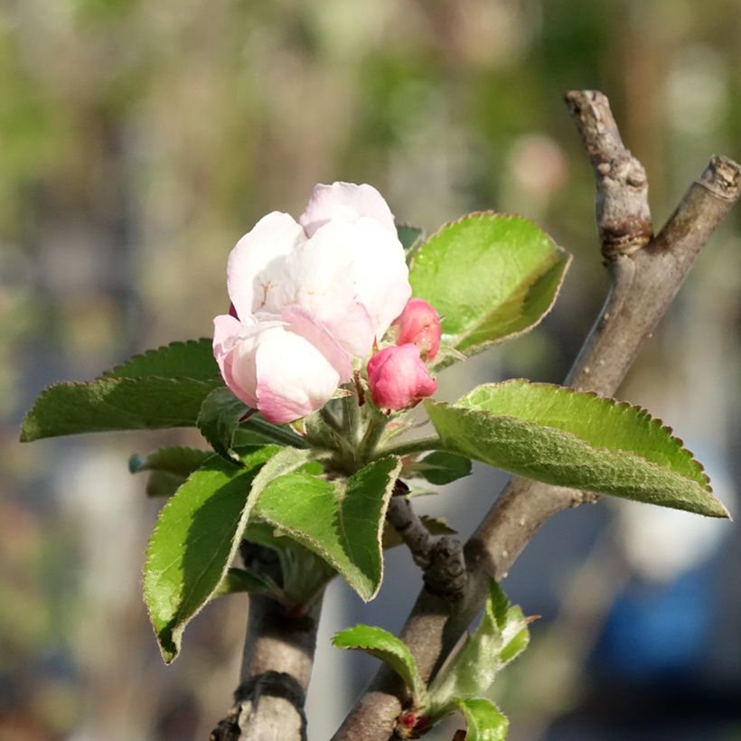 Tarhaomenapuu Reinette Blanche du Canada (Kukinta)