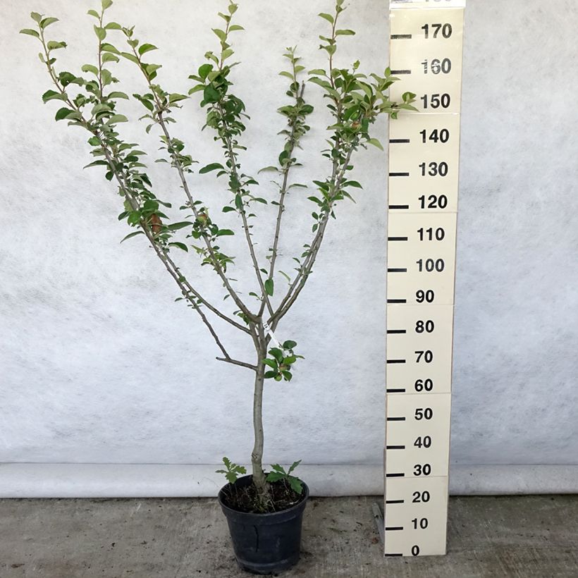 Esimerkki kesällä toimitetusta Tarhaomenapuu Reinette Clochard 7,5 litran / 10 litran ruukku, Maljamainen-taimesta