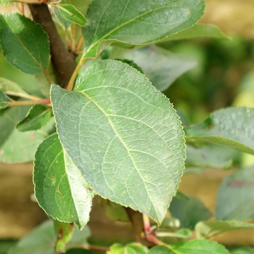 Tarhaomenapuu Reinette Clochard (Lehvistö)