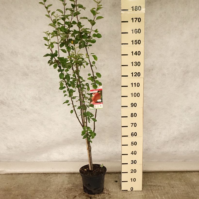 Esimerkki kesällä toimitetusta Pommier Reinette de Caux Pot de 7,5L/10L, Gobelet-taimesta