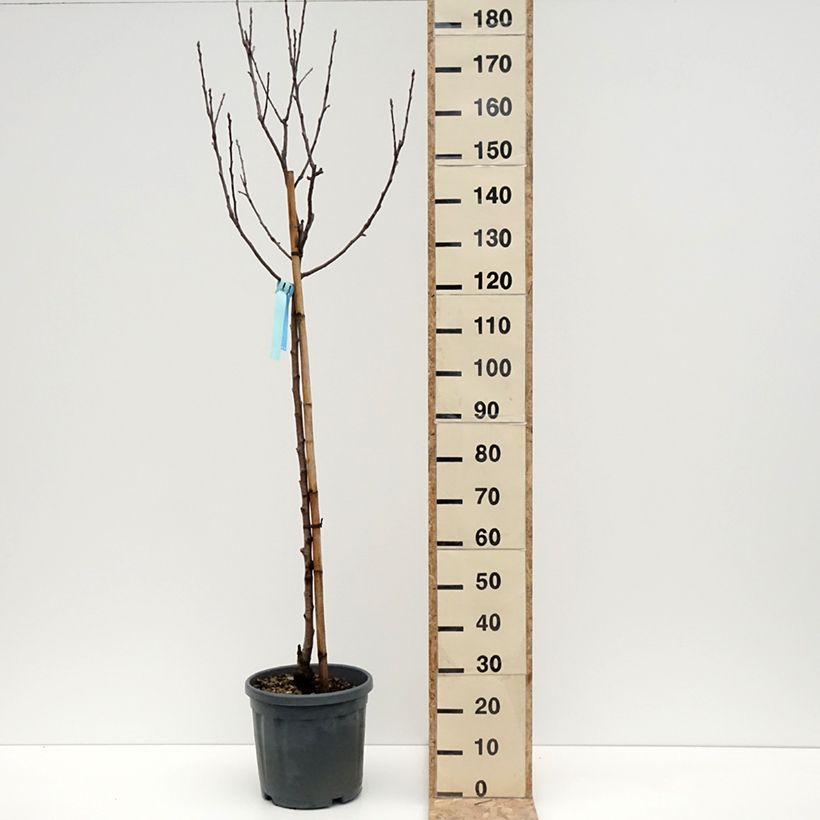 Esimerkki talvella toimitetusta Pommier Royal Gala Pot de 7,5L/10L, Demi-Tige-taimesta
