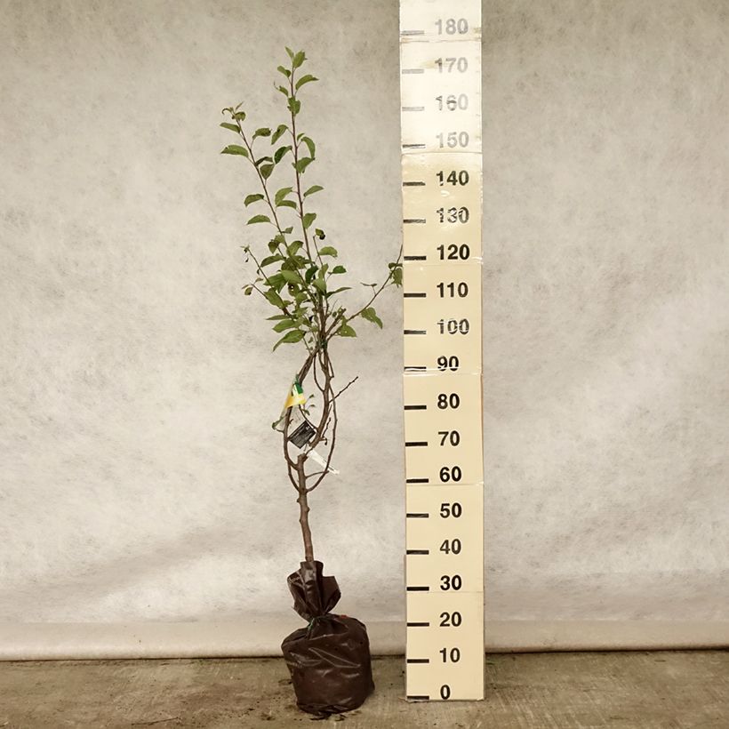 Esimerkki kesällä toimitetusta Tarhaomenapuu Tentation - Delbard "Istutusvalmis"-paakku, Maljamainen-taimesta