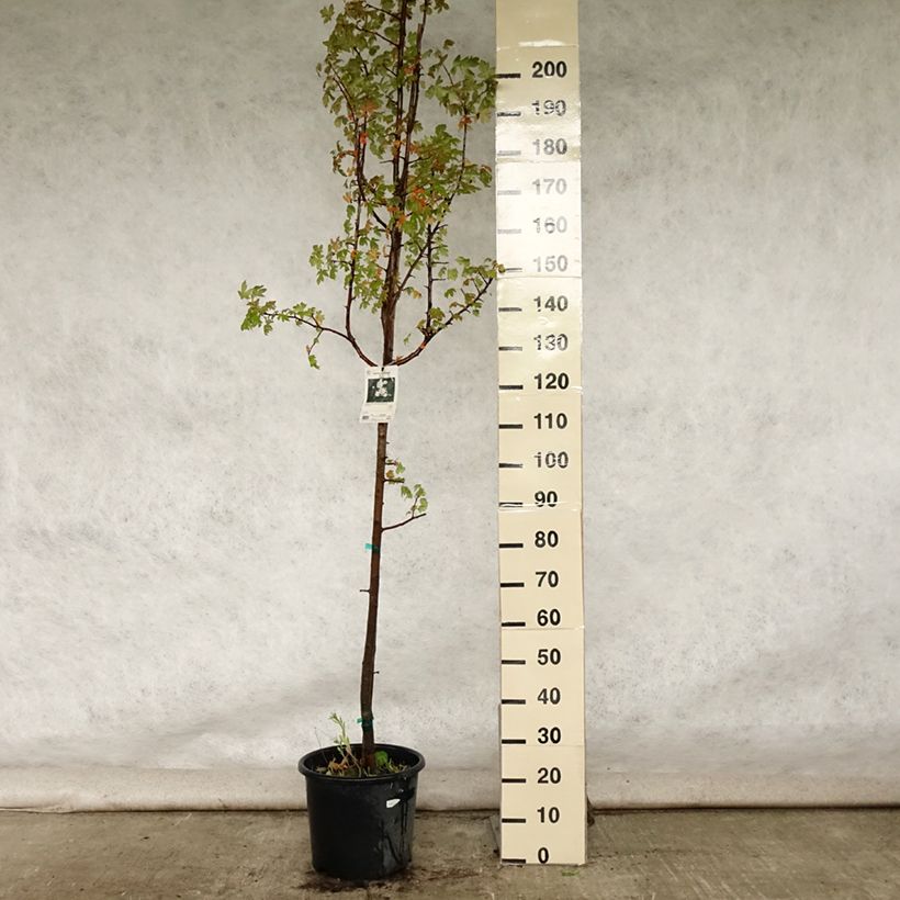 Esimerkki kesällä toimitetusta Turkinomenapuu - Malus trilobata Pot de 12L/15L-taimesta
