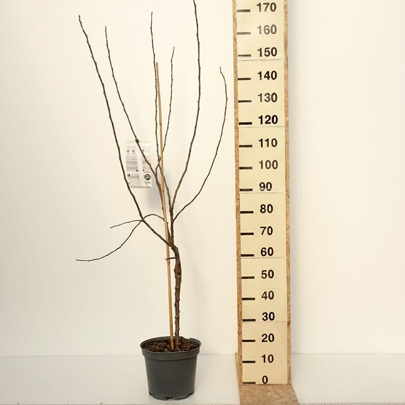 Esimerkki talvella toimitetusta Pommier Winter Banana Pot de 7,5L/10L, Gobelet-taimesta
