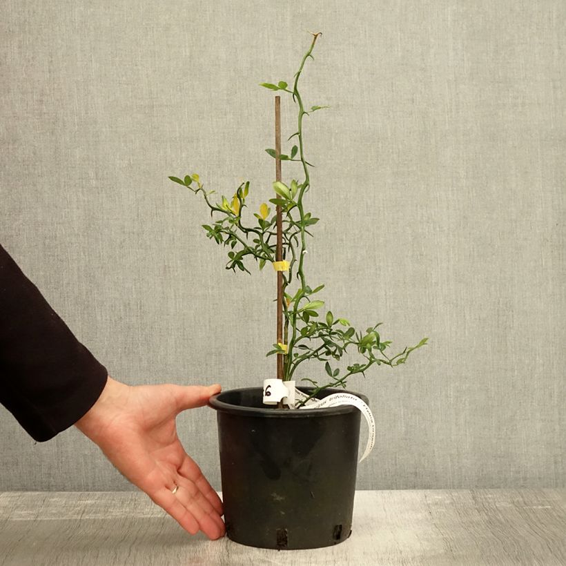 Esimerkki syksyllä toimitetusta Poncirus trifoliata Flying Dragon - Citronnier tortueux Pot de 2L/3L-taimesta
