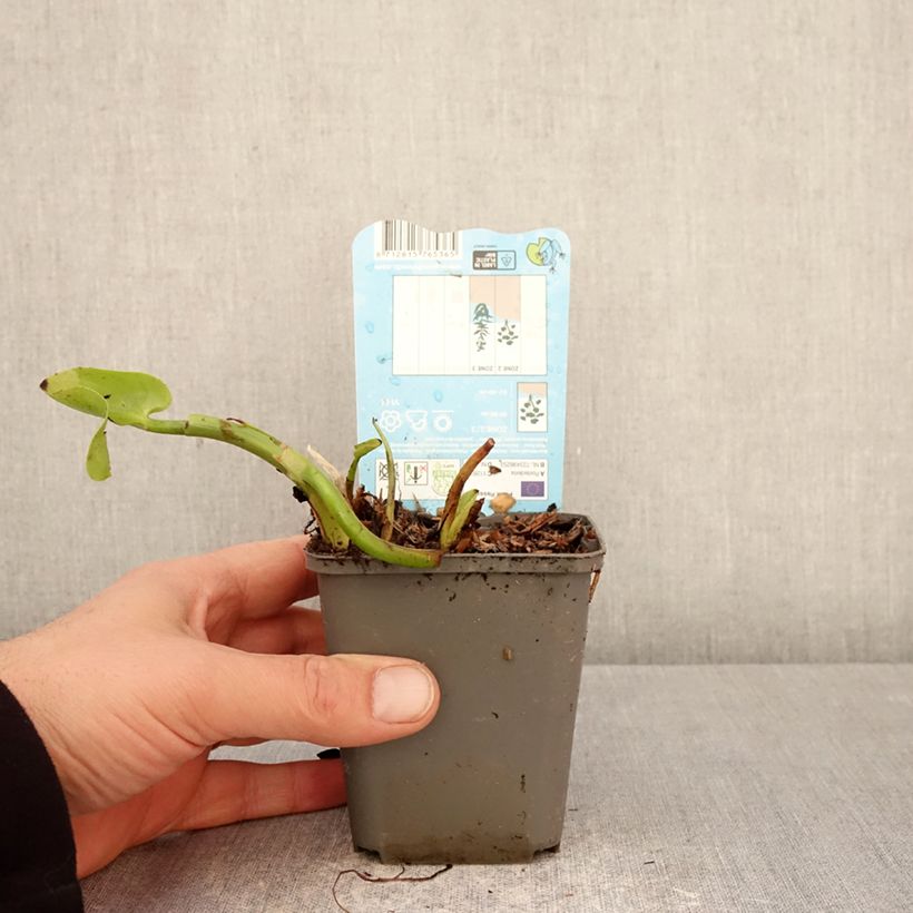 Esimerkki keväällä toimitetusta Herttasoikko Pink Pons 8/9 cm taimiruukku-taimesta