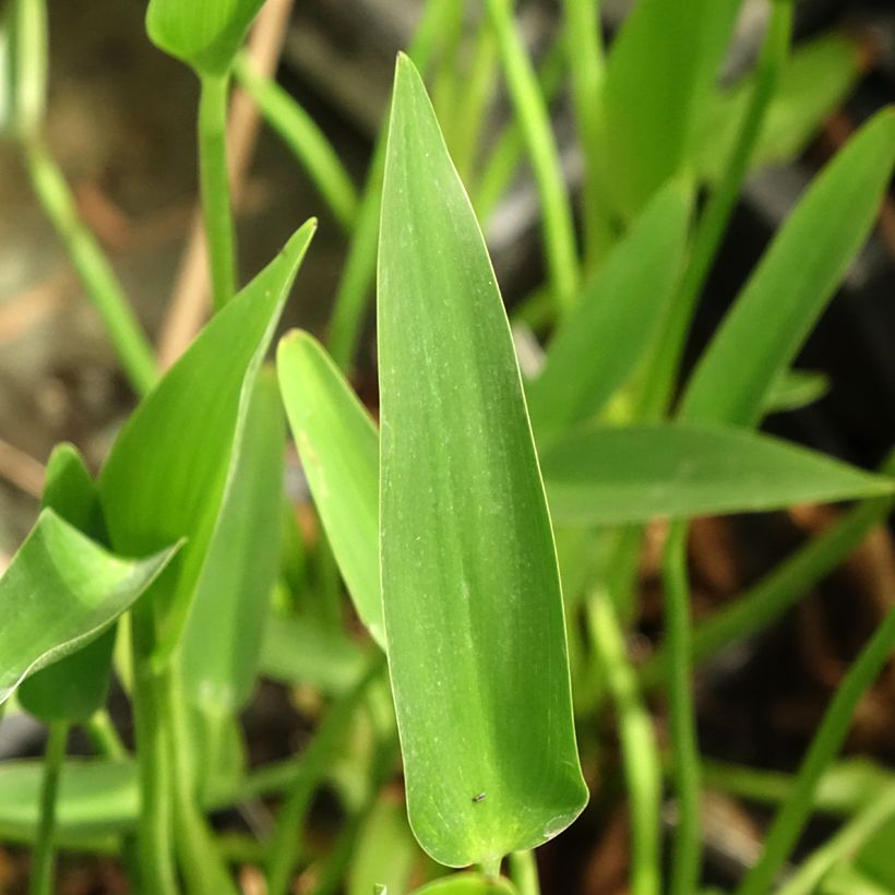 Soiko - Pontederia lanceolata (Lehvistö)