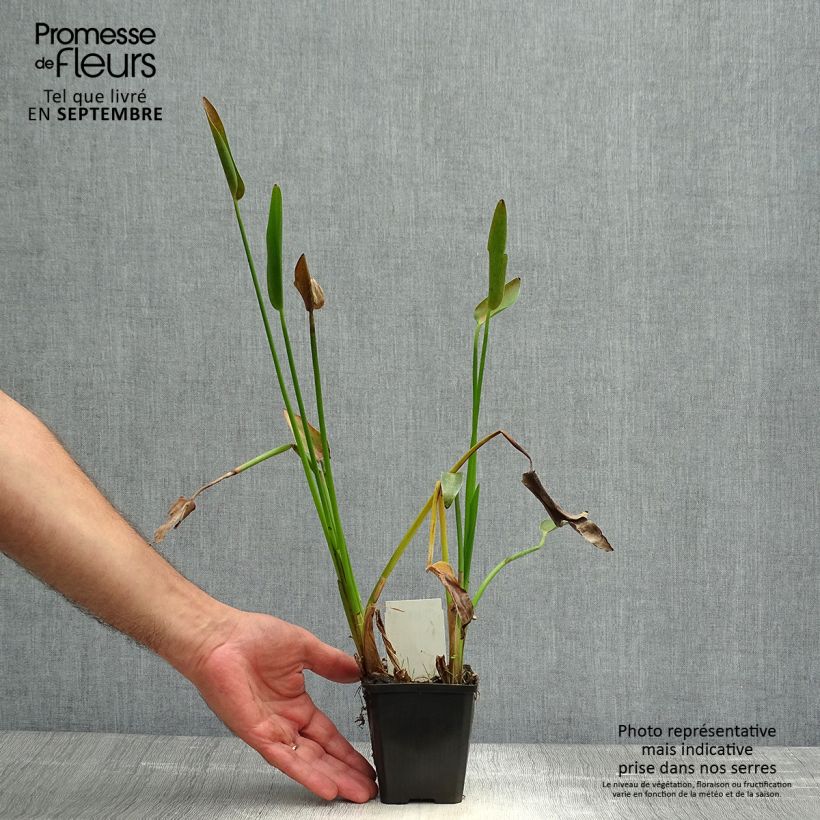 Esimerkki syksyllä toimitetusta Soiko - Pontederia lanceolata 8/9 cm taimiruukku-taimesta