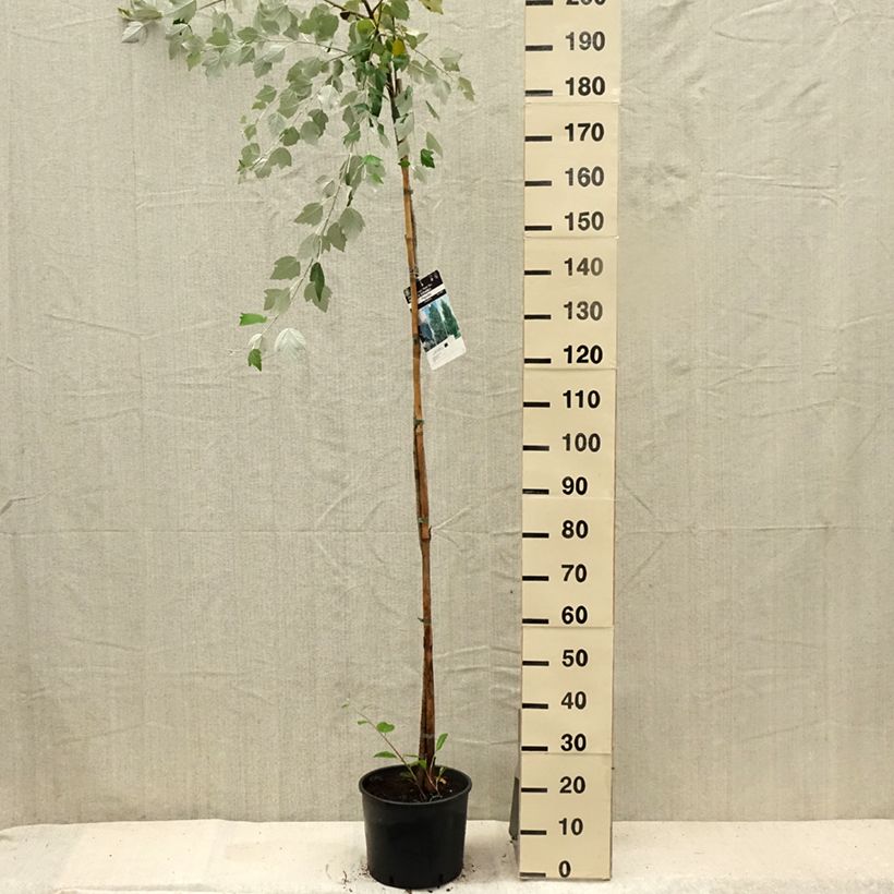 Esimerkki kesällä toimitetusta Hopeapoppeli - Populus alba 7,5 litran / 10 litran ruukku-taimesta