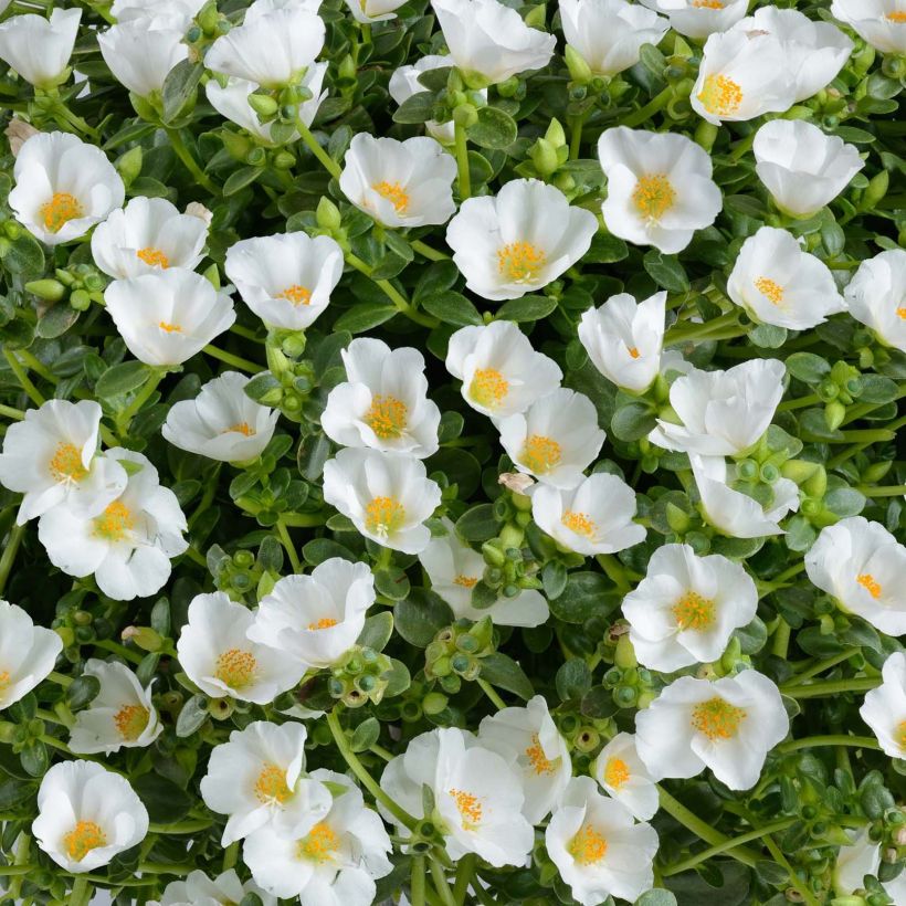 Vihannesportulakka Pazzaz White (Kukinta)