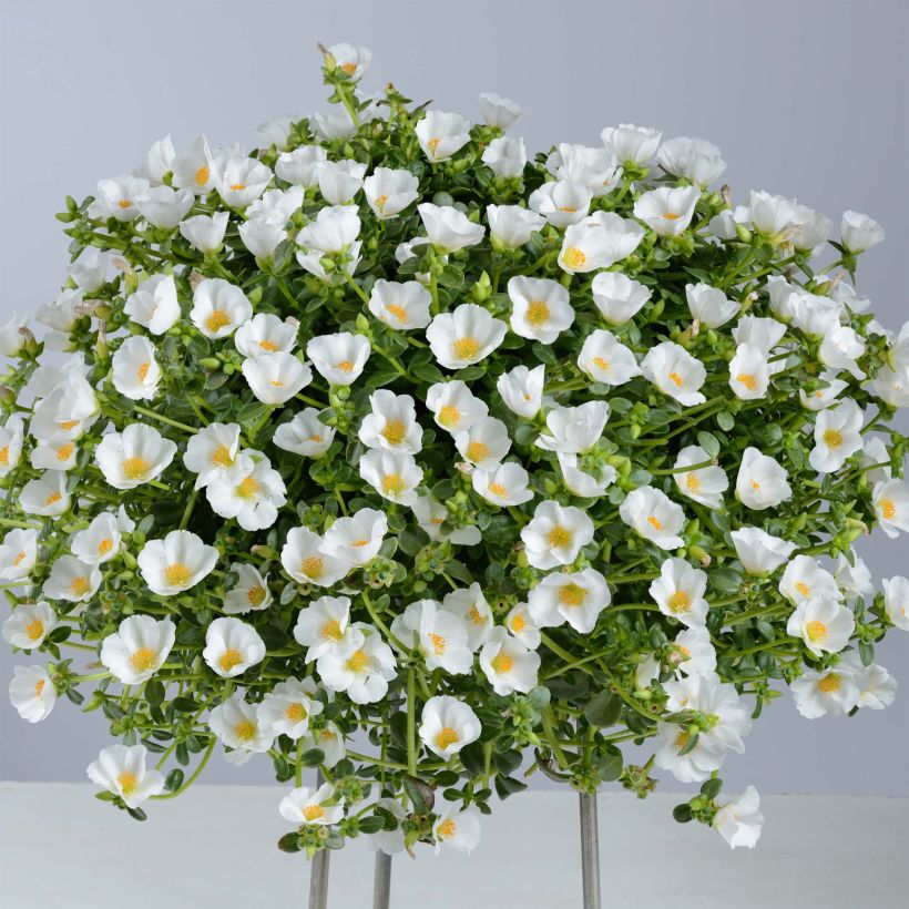 Vihannesportulakka Pazzaz White (Kasvutapa)