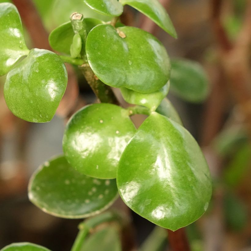 Pensasportulakka Macrophylla (Lehvistö)