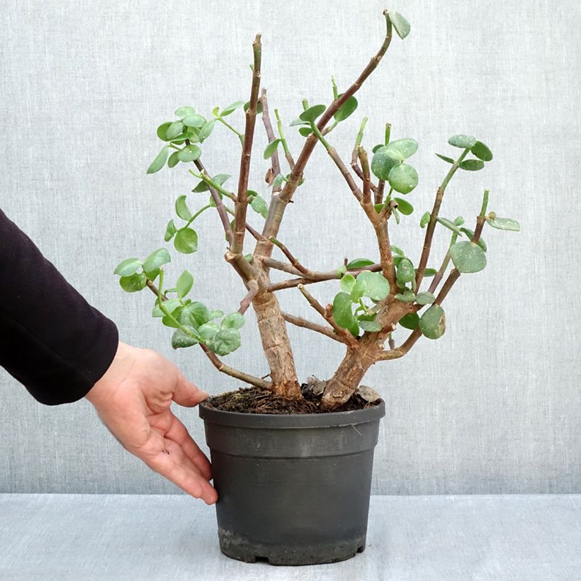Esimerkki syksyllä toimitetusta Pensasportulakka Macrophylla 3 litran/4 litran ruukku-taimesta