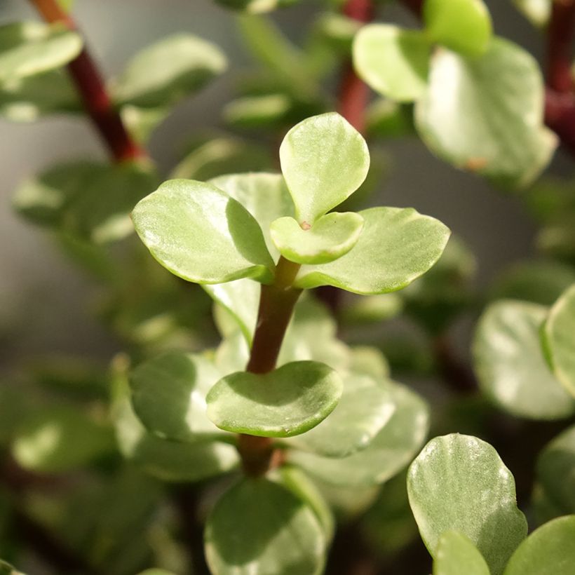 Pensasportulakka Variegata (Lehvistö)