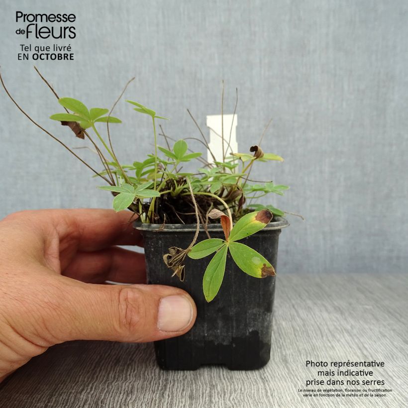 Esimerkki syksyllä toimitetusta Sveitsinhanhikki - Potentilla alba 8/9 cm taimiruukku-taimesta