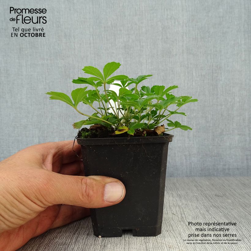 Esimerkki syksyllä toimitetusta Kultahanhikki - Potentilla aurea 8/9 cm taimiruukku-taimesta