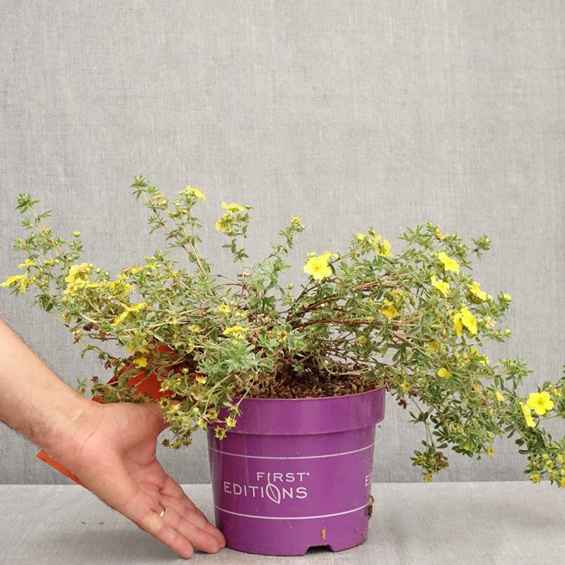 Esimerkki kesällä toimitetusta Pensashanhikki Citrus Tart Pot de 2L/3L-taimesta