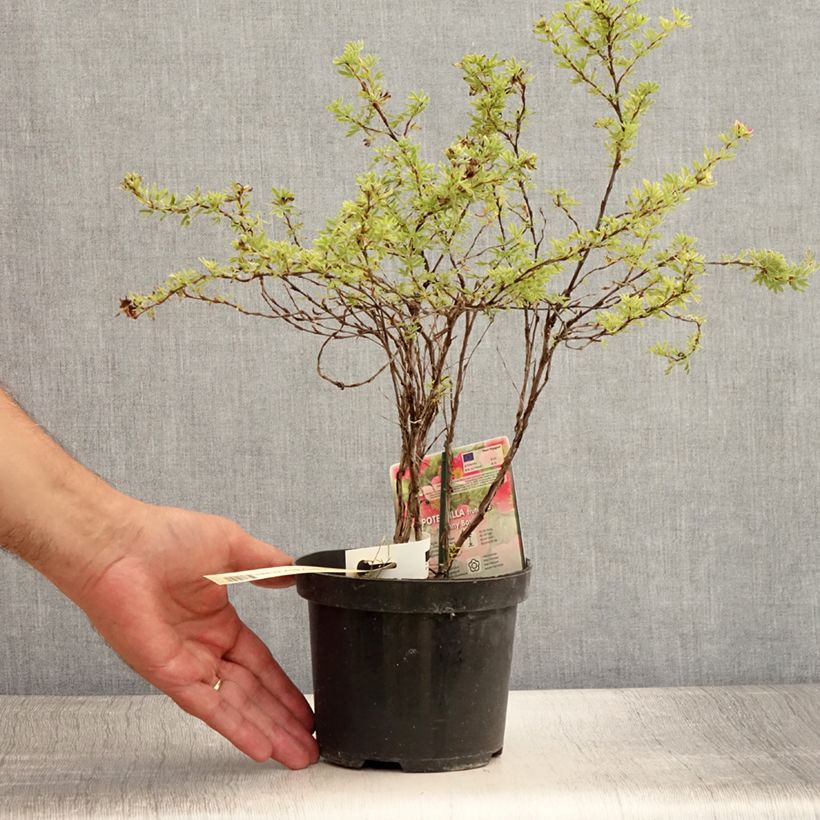 Esimerkki kesällä toimitetusta Pensashanhikki Danny Boy Pot de 2L/3L-taimesta
