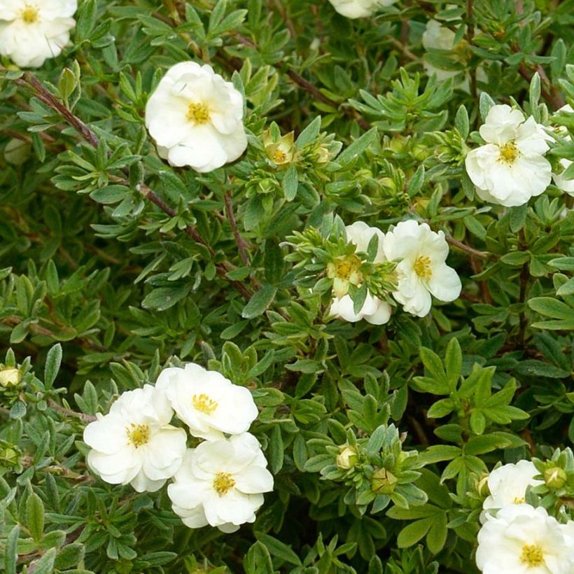 Pensashanhikki Double Punch Cream (Lehvistö)