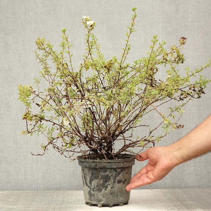 Esimerkki kesällä toimitetusta Pensashanhikki Double Punch Pastel Pot de 3L/4L-taimesta