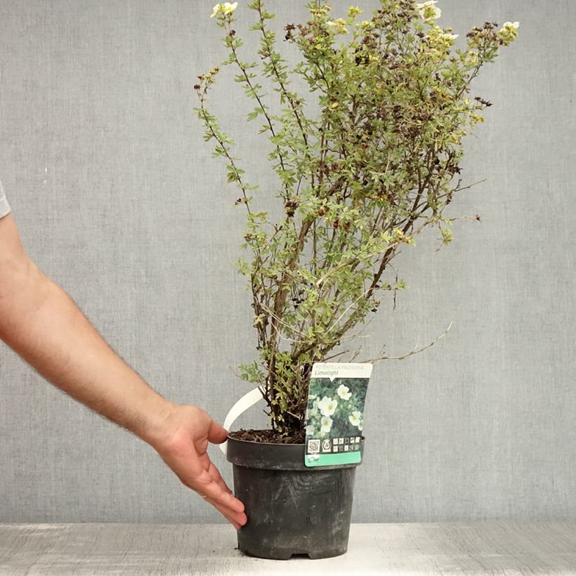 Esimerkki kesällä toimitetusta Pensashanhikki Limelight Pot de 3L/4L-taimesta