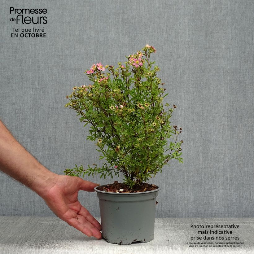 Esimerkki syksyllä toimitetusta Pensashanhikki Lovely Pink 1,5 litran / 2 litran kannu-taimesta