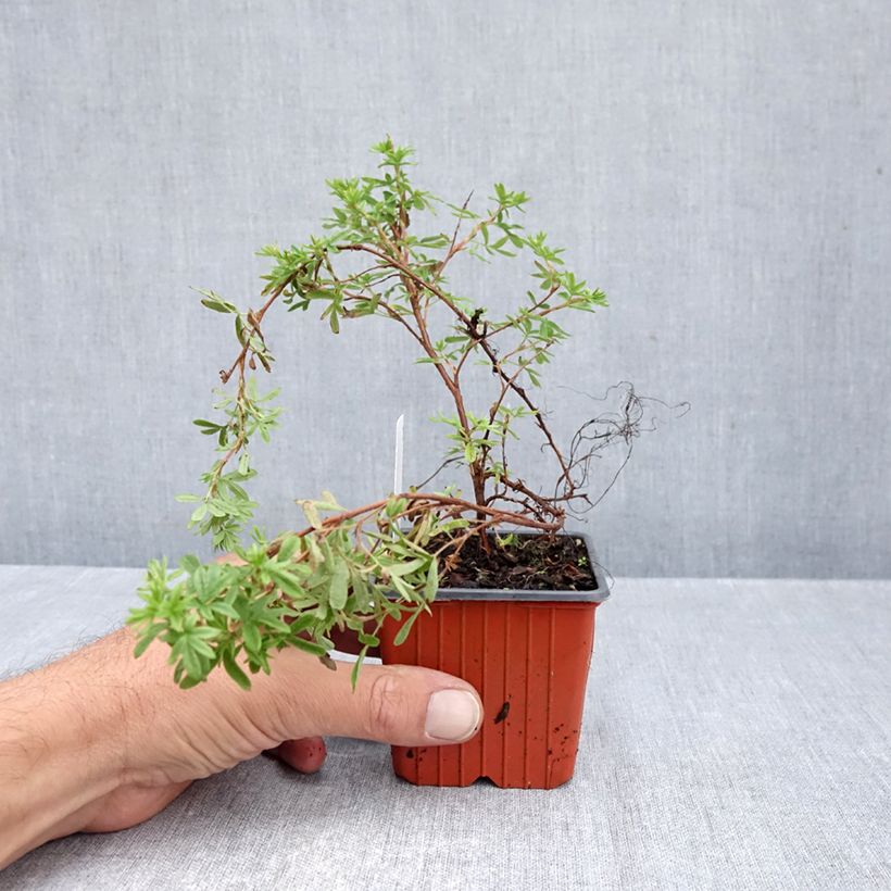 Esimerkki syksyllä toimitetusta Pensashanhikki Mango Tango 8/9 cm taimiruukku-taimesta